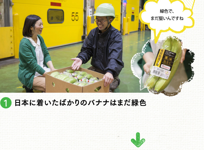 日本に着いたばかりのバナナはまだ緑色