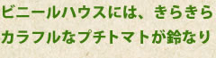ビニールハウスには、きらきらカラフルなミニトマトが鈴なり