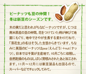 「ピーナッツも豆の仲間！
冬は新豆のシーズンです。」
木の実だと思われがちなピーナッツですが、じつは南米原産の豆の仲間。花をつけていた柄が伸びて地面にもぐり、地中でさやが生長する変わりだねで、「落花生」の名はそうした生態からきています。ちなみに英語のピーナッツはpea（えんどう）＋nut（ナッツ）。日本では千葉が主産地で、10月ごろに収穫し、自然乾燥のものはしばらく野積みされたあと加工されます。11月～12月には新豆製品も出回るので、
スーパーなどでチェックしてみて。