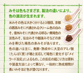 「みそは色もさまざま。製法の違いにより、色の濃淡が生まれます。」
米みその色は大きく分けると３種類。京都の西京みそに代表されるクリーム色の白みそ、信州みそに代表される明るい黄褐色の淡色みそ、仙台みそや越後みそなどの赤みを帯びた褐色の赤みそがあります。色の違いは主に、発酵・熟成中に大豆のアミノ酸（たんぱく質）が糖と反応して褐色に変化する「メイラード反応」によるもの。この反応の起こり方は原料や製造方法によって異なり、一般的に熟成期間が
長いみそほど色が濃くなります。