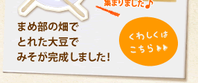 まめ部の畑でとれた大豆でみそが完成しました！＞＞