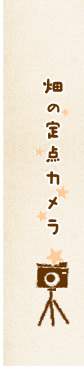 畑の定点カメラ