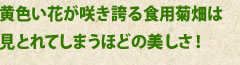 黄色い花が咲き誇る食用菊畑は見とれてしまうほどの美しさ!