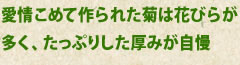 愛情こめて作られた菊は花びらが多く、たっぷりした厚みが自慢