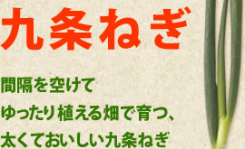 間隔を空けてゆったり植える畑で育つ、太くておいしい九条ねぎ