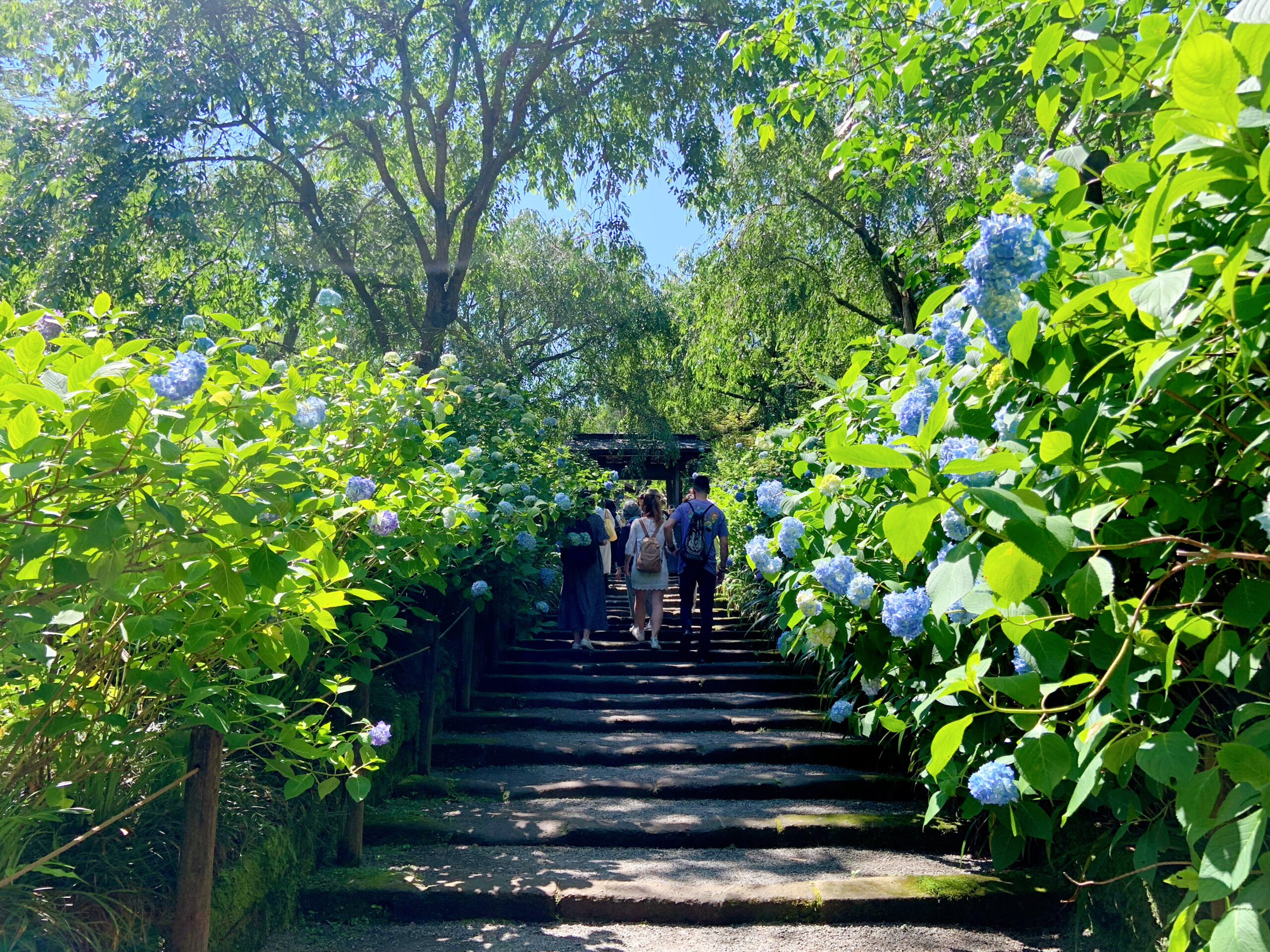 鎌倉で人気のあじさい寺、明月院の紫陽花。人気フォトスポットの参道