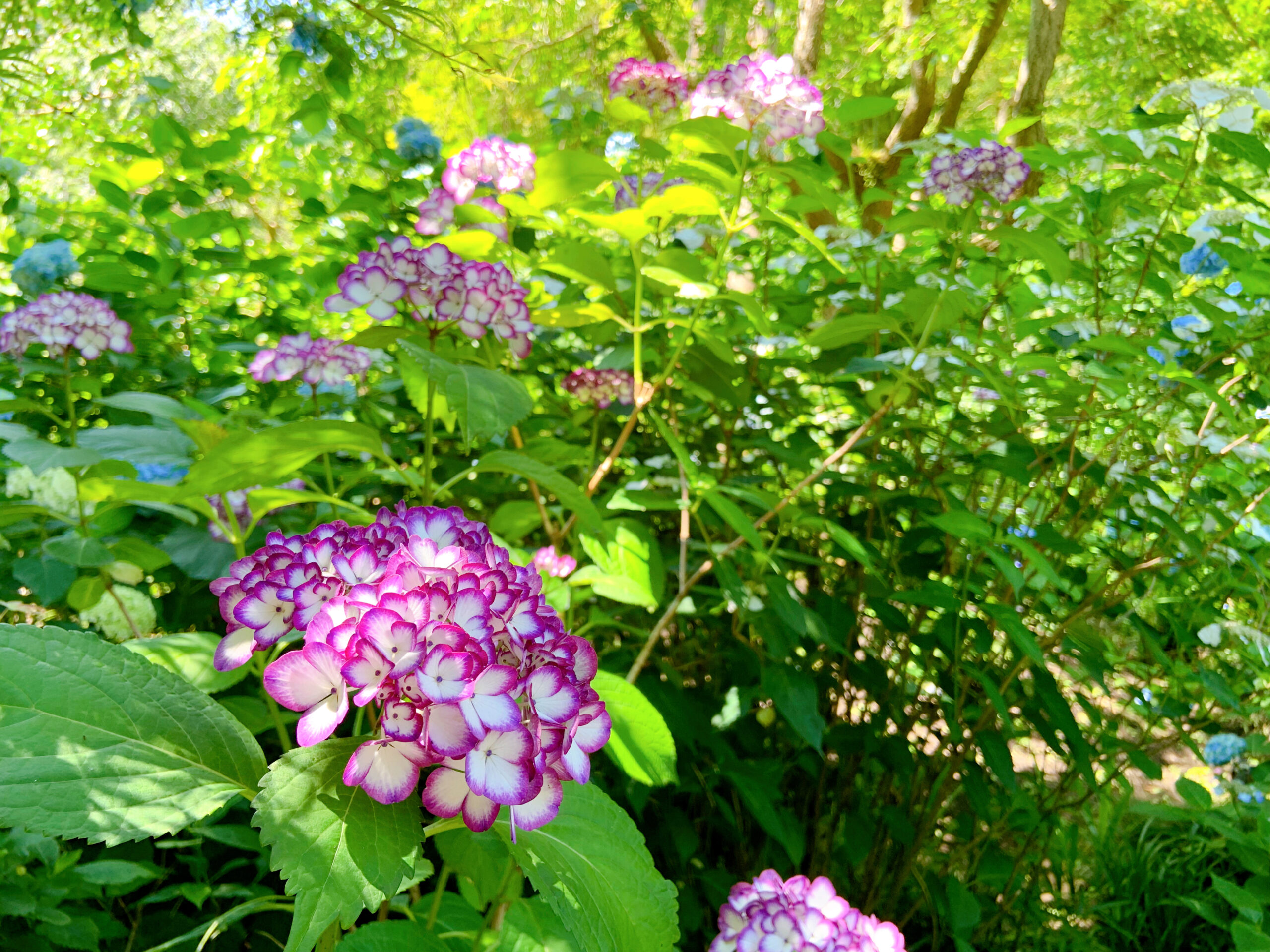 鎌倉で人気のあじさい寺、明月院の紫陽花。