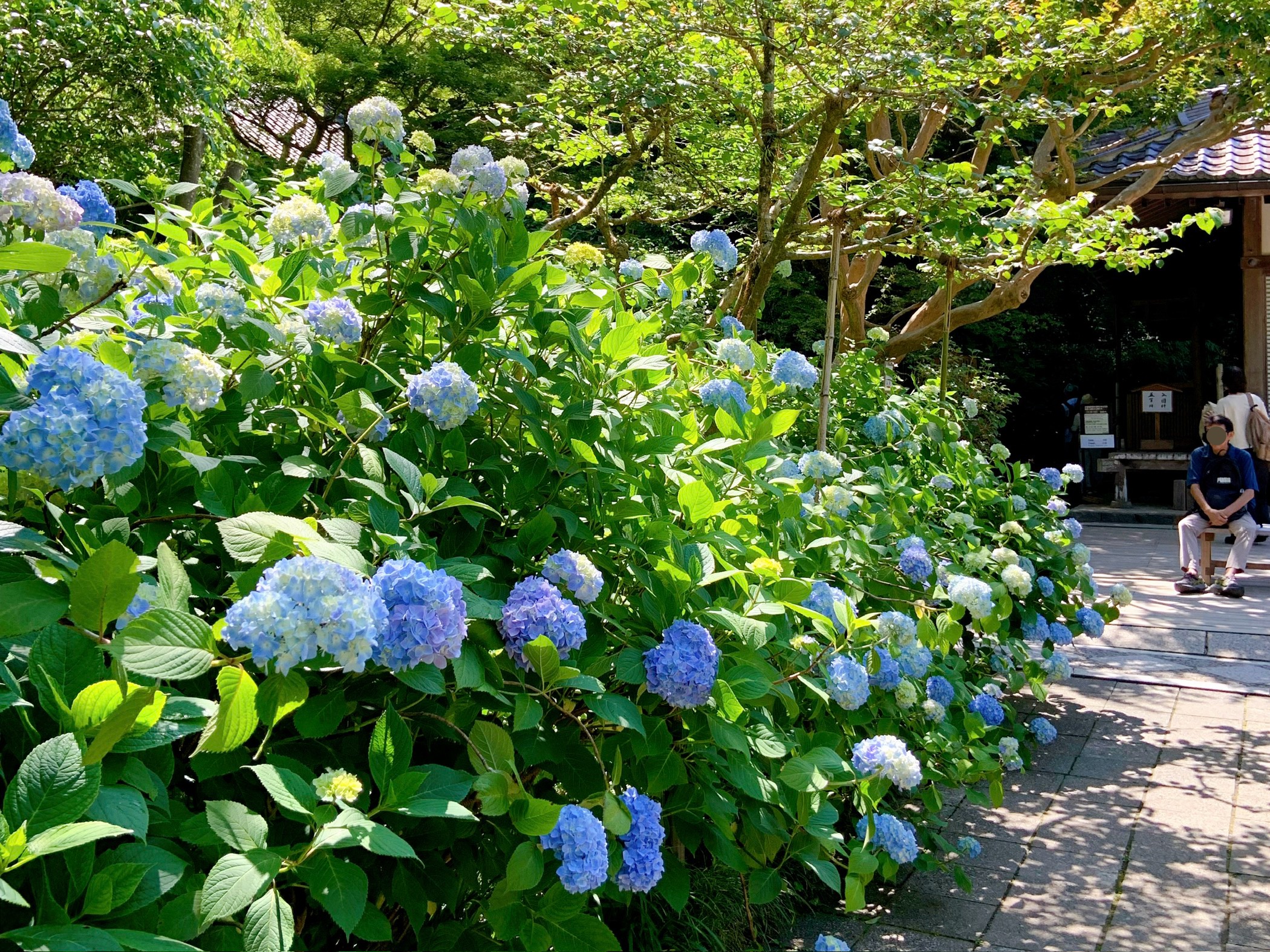 鎌倉のあじさい寺「明月院」の紫陽花