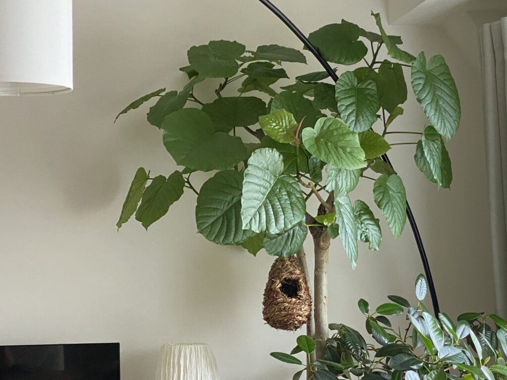 新しい葉