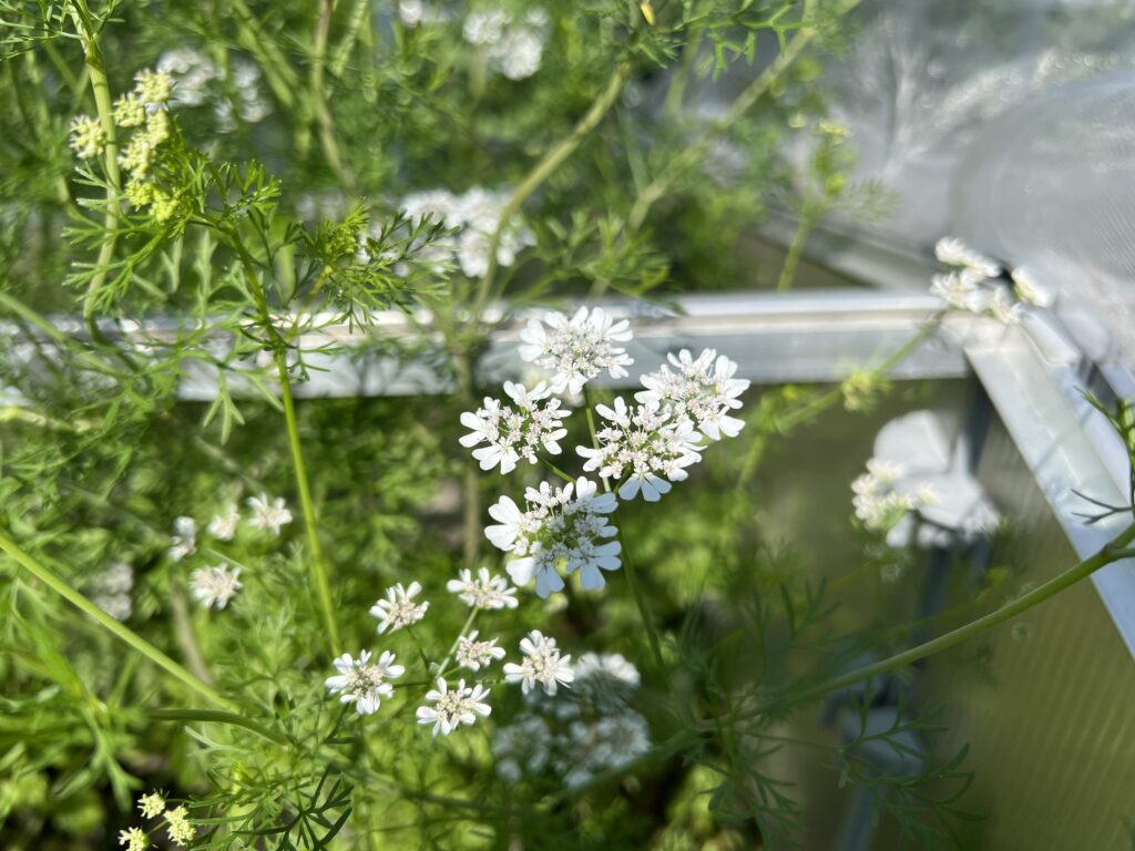 コリアンダーの花 香菜の花 パクチーの花