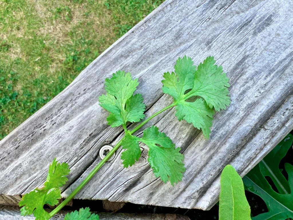 コリアンダー パクチー コエンドロ 香菜 家庭菜園