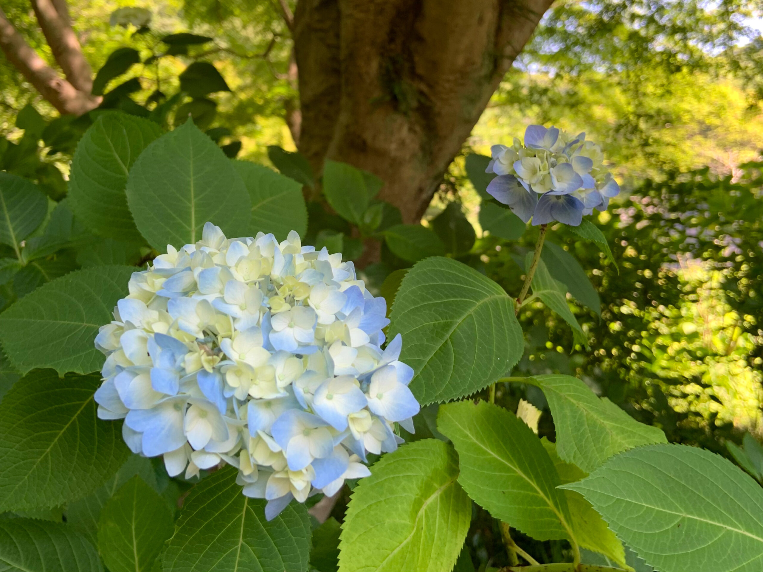鎌倉で人気のあじさい寺、明月院の紫陽花