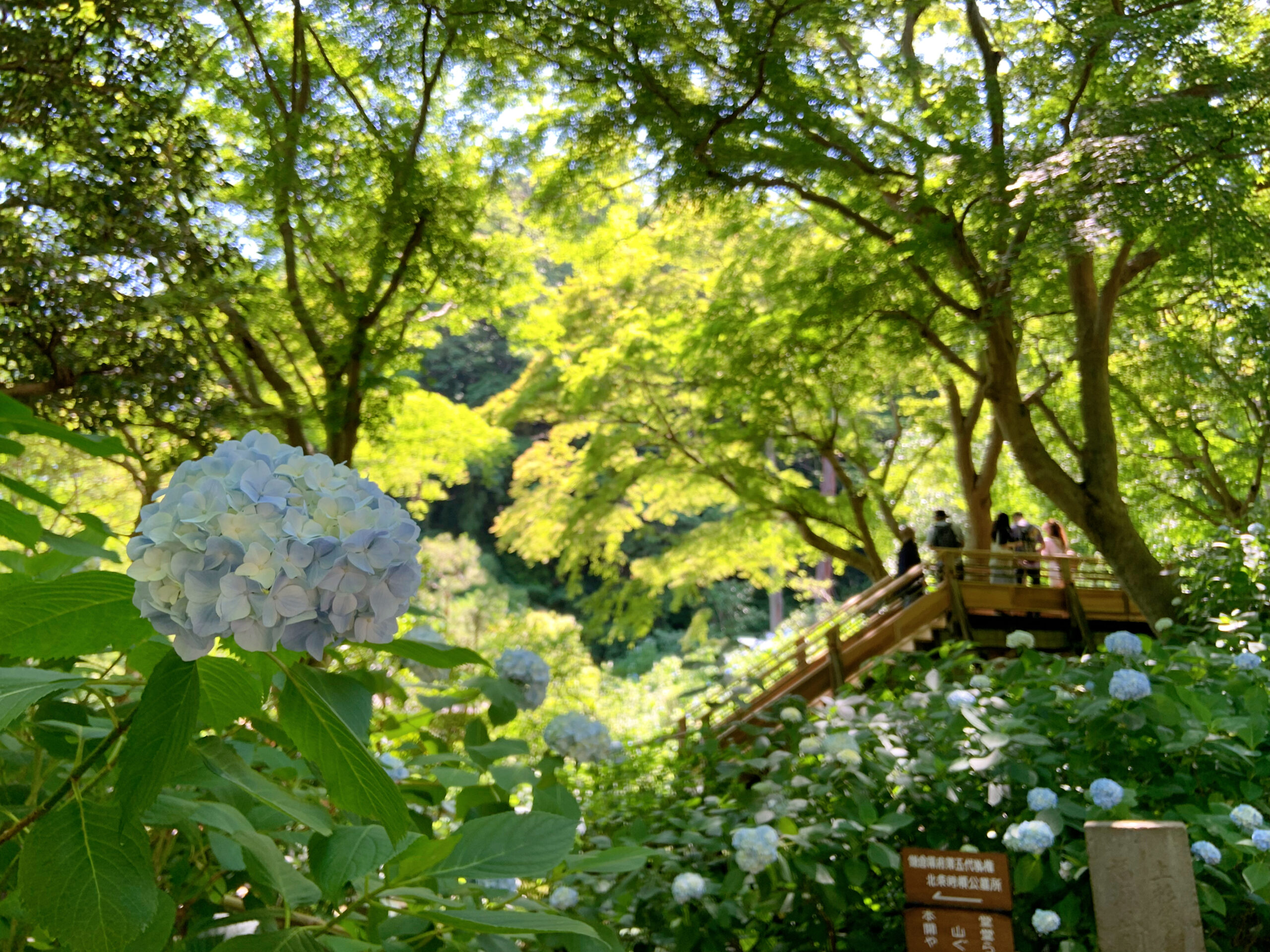 鎌倉で人気のあじさい寺、明月院の紫陽花