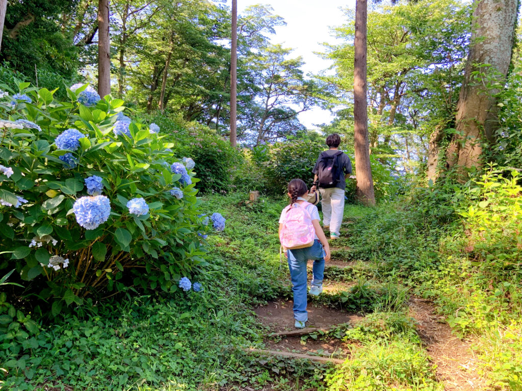 紫陽花が咲いた鎌倉の山道をハイキング