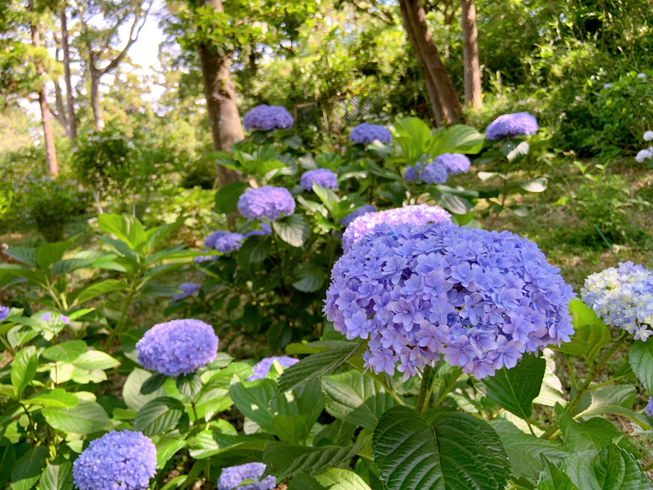 鎌倉の山道に咲く紫陽花