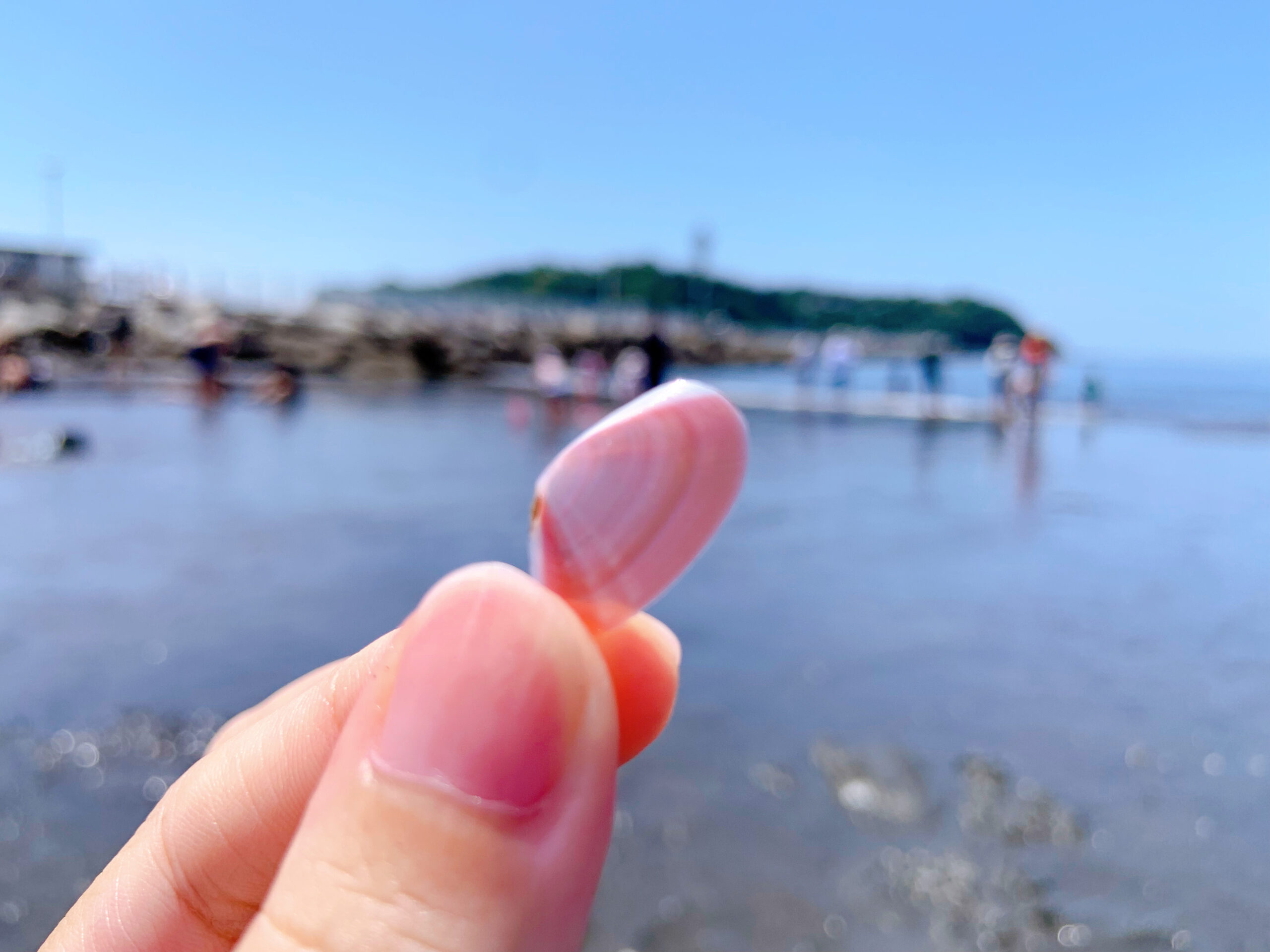 湘南・江ノ島前のビーチで拾った桜貝