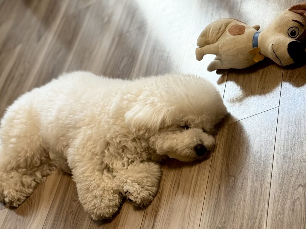 ビションフリーゼの昼寝