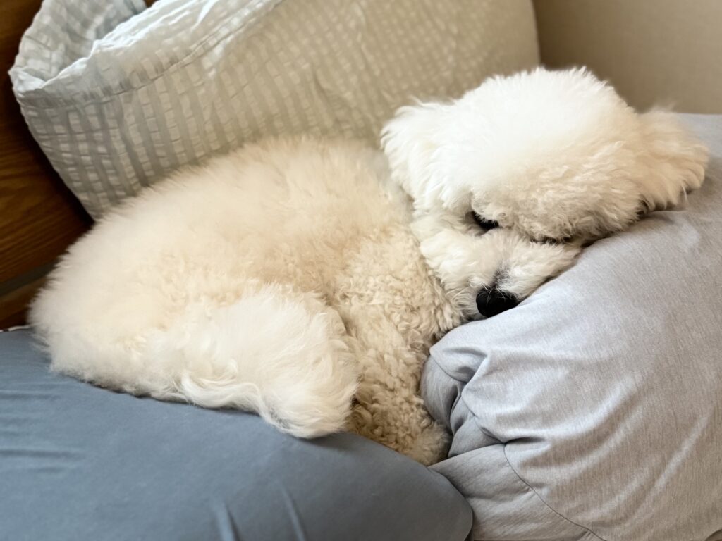 夜になると人間のベッドで眠りにつく犬