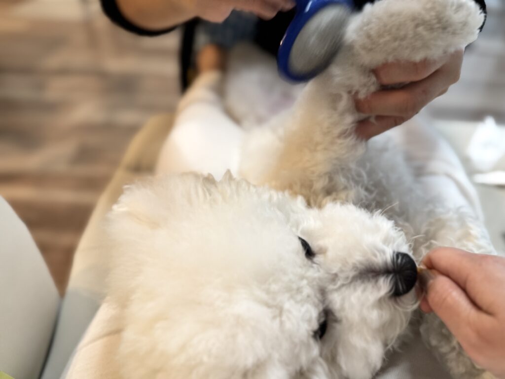 グルーミング中