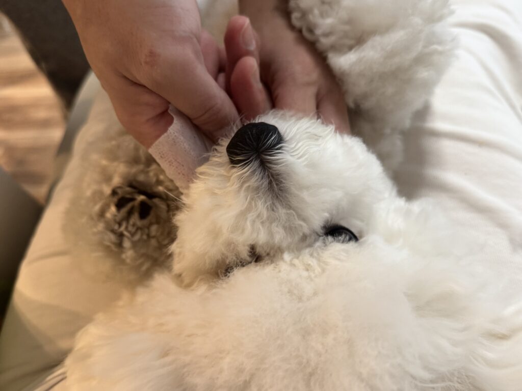犬の歯磨き