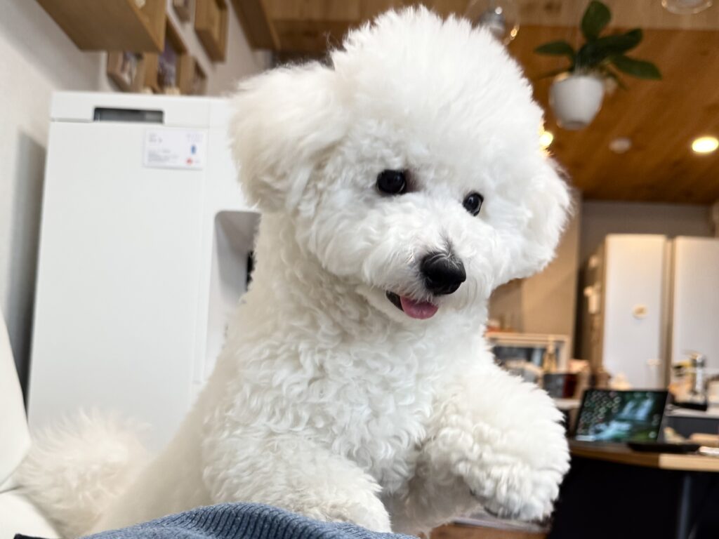 家の中でワクワクしている犬