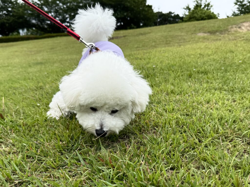 公園でハーネスとリードを装着して散歩しているビションフリーゼ