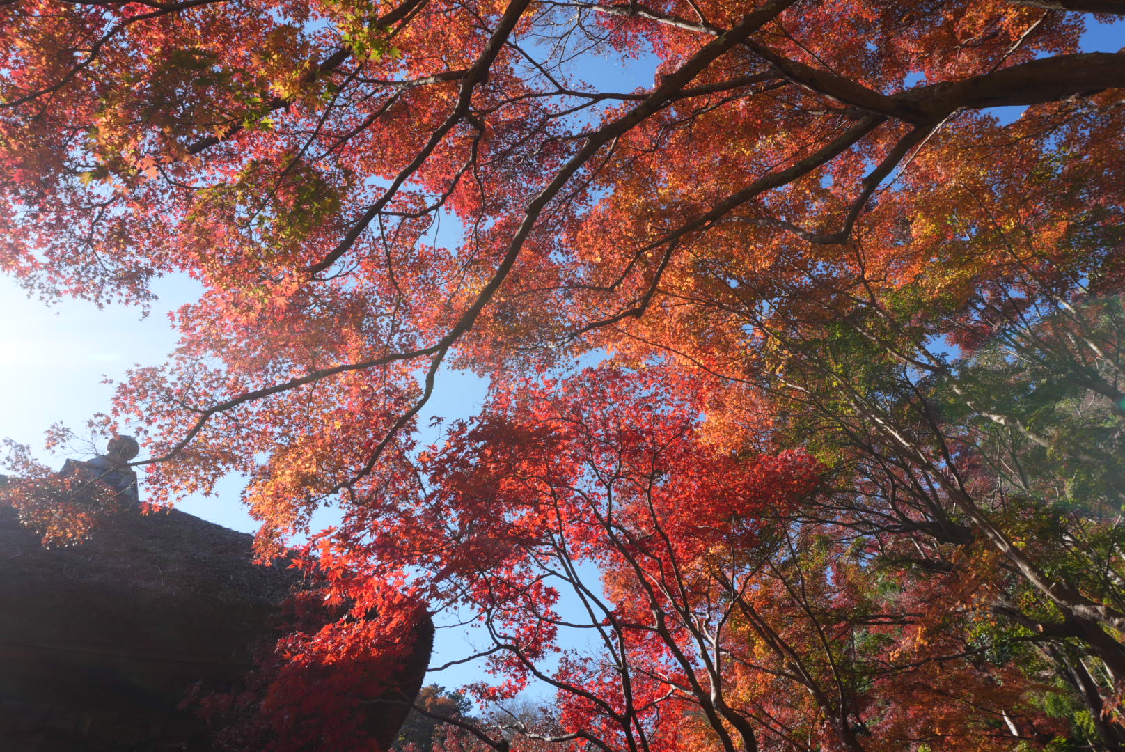 鎌倉・長寿寺の紅葉