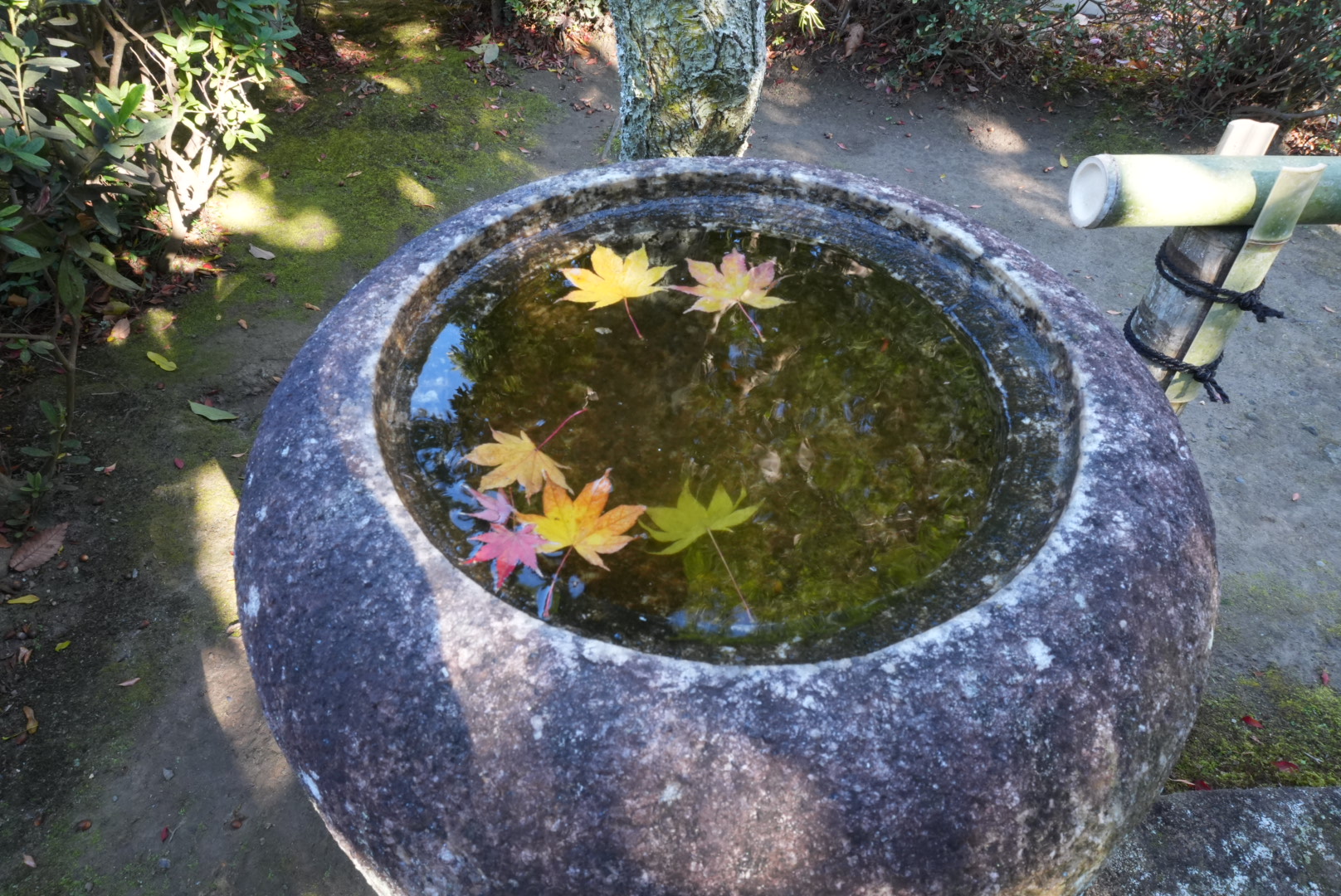 鎌倉・長寿寺の手水鉢ともみじ