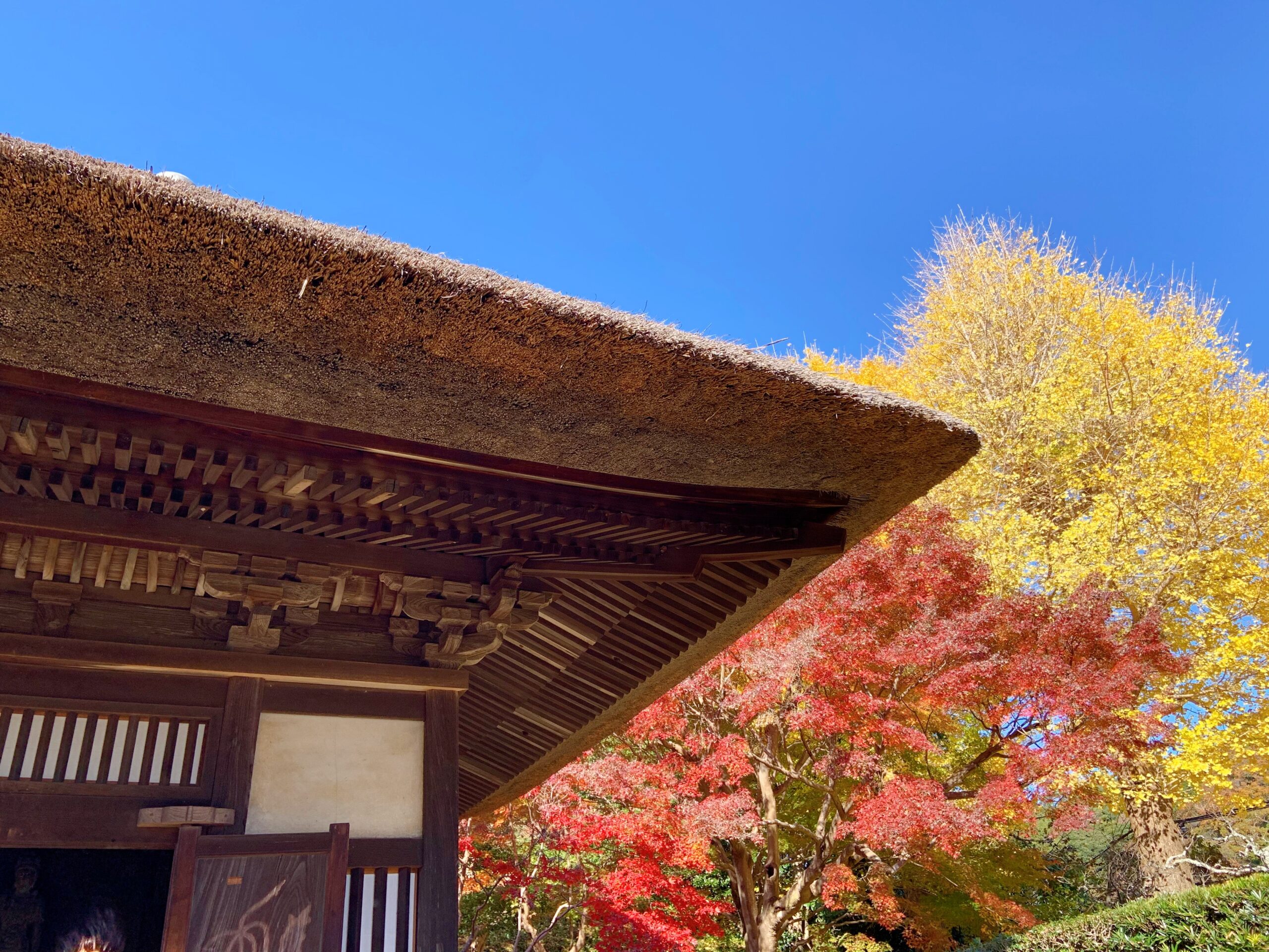 鎌倉・長寿寺の観音堂と紅葉