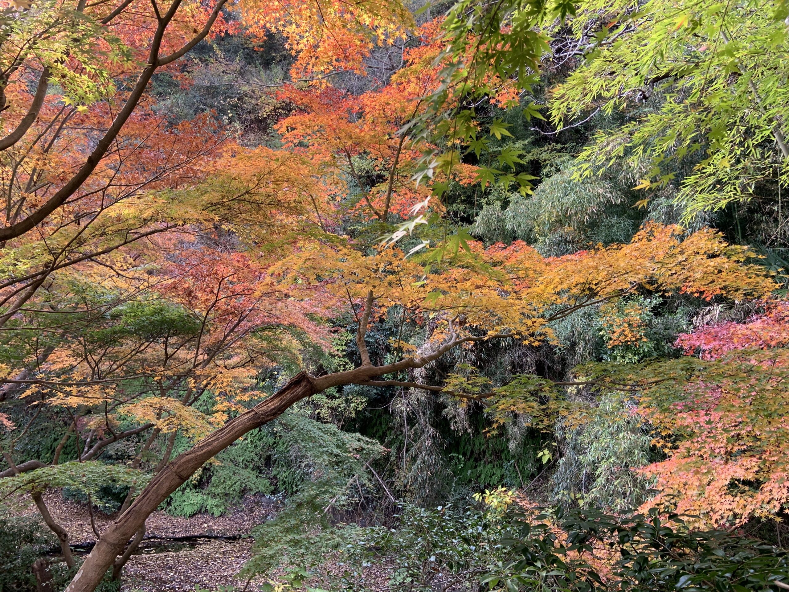 鎌倉「一条恵観山荘」の紅葉