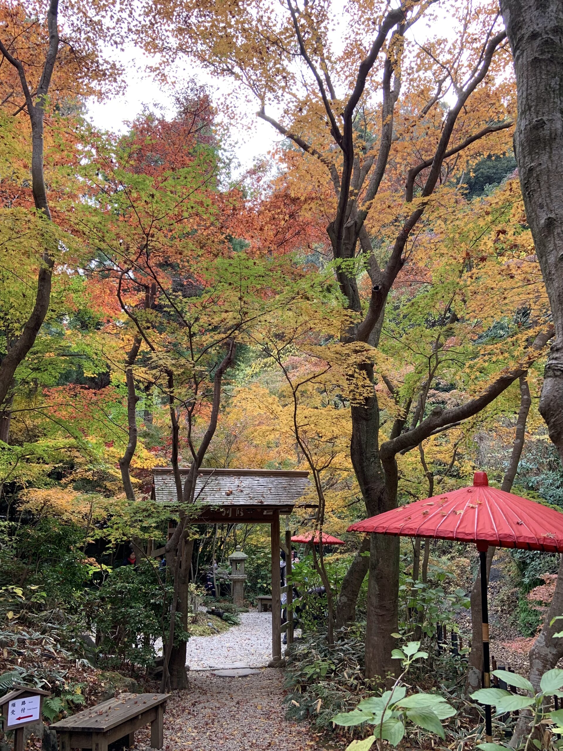 鎌倉「一条恵観山荘」の紅葉