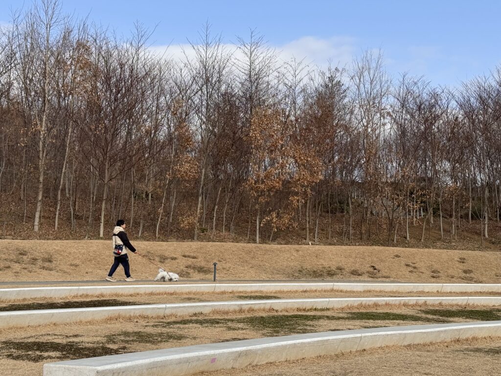 自然の中を散歩
ビションフリーゼ