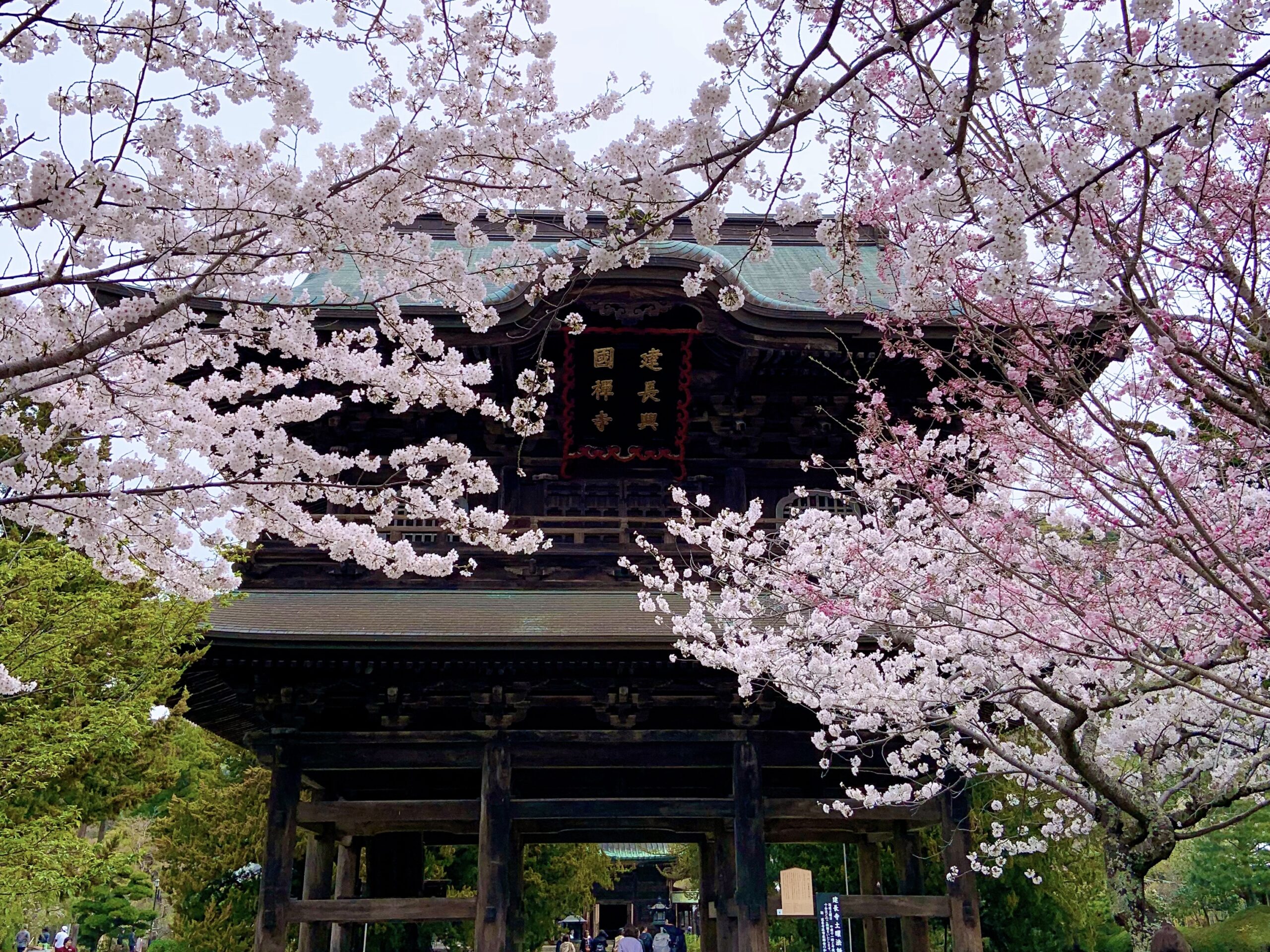 鎌倉建長寺の桜が満開の様子