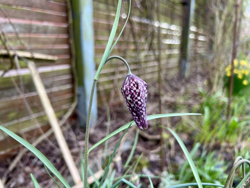 フリチラリア 花 宿根草
