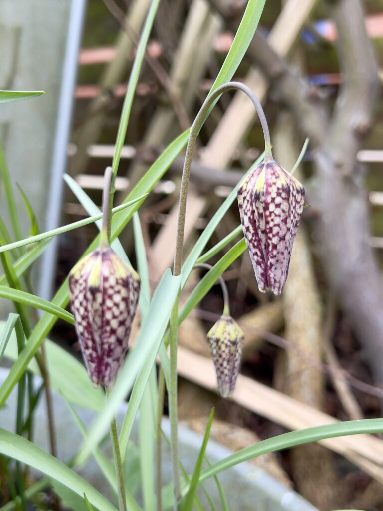 フリチラリア 花 宿根草