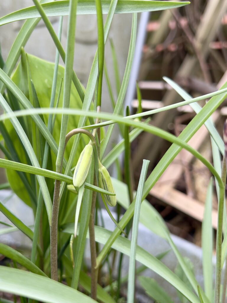 フリチラリア 花 宿根草