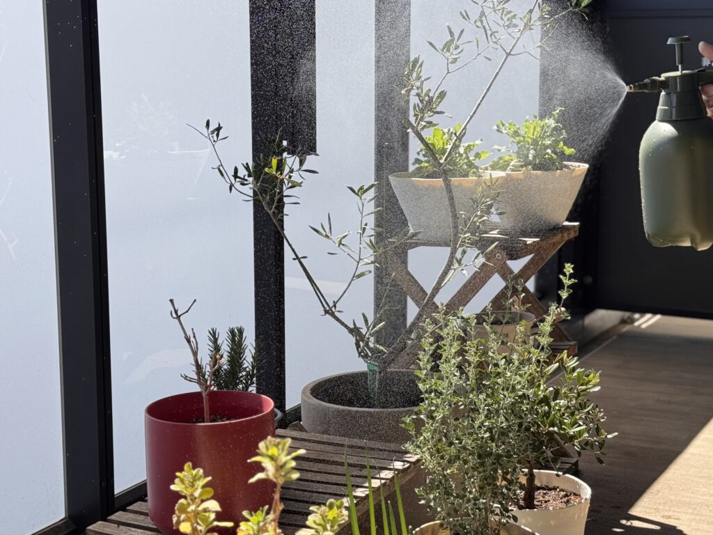 水やり