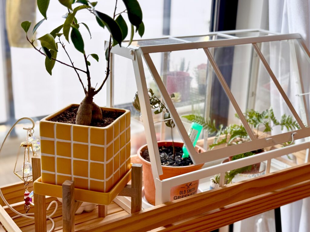 観葉植物