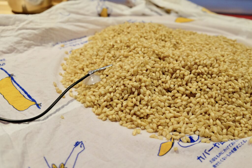 自家製麦麹　麦麹づくり 麹作り　自家製麹
