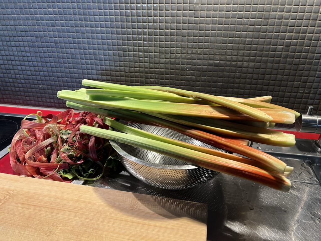 ルバーブ　食用大黄　リュバーブ