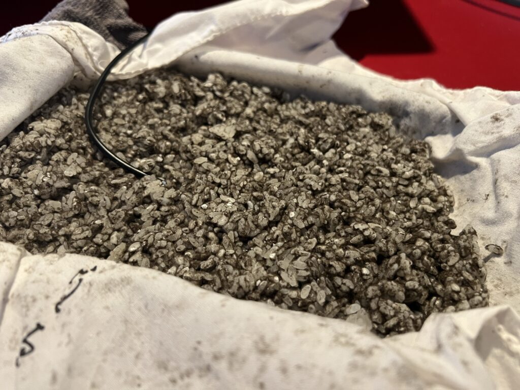 黒麹　自家製麹　麹づくり 麹作り　自家製黒麹　供麹　友麹