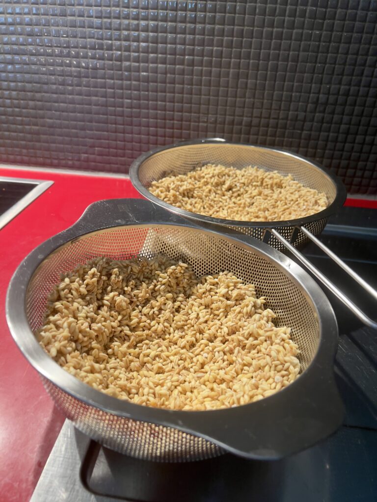 自家製麦麹　麦麹づくり 麹作り　自家製麹