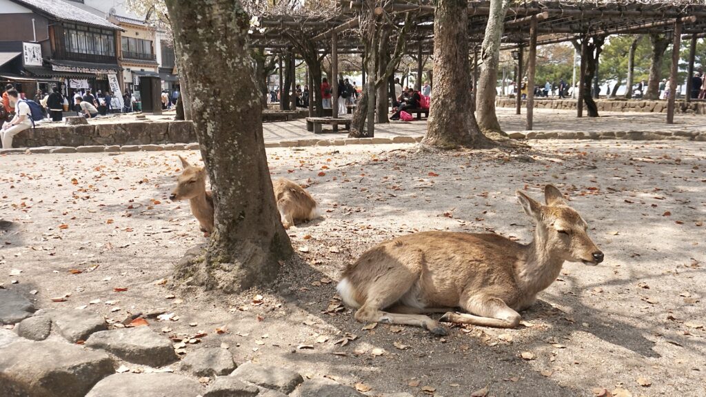 京都から広島で家族4人のバックパック旅。初日は宮島に行き、食べ歩きや宮島ロープウェーに乗り、景色を満喫。広島焼きはみっちゃんへ。