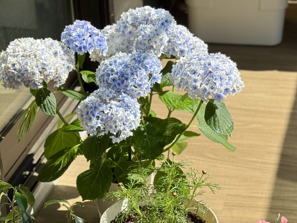 ベランダにお迎えした紫陽花　鉢植え