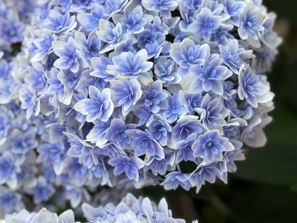 八重咲きの装飾花が綺麗