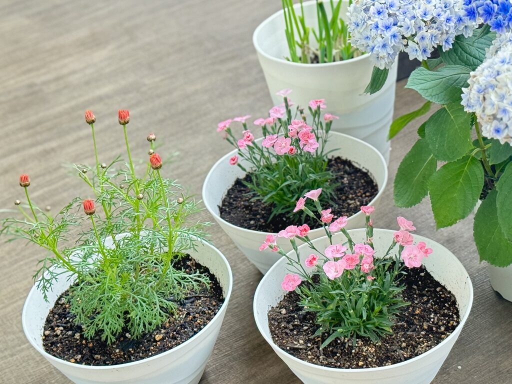 カーネーションとマム