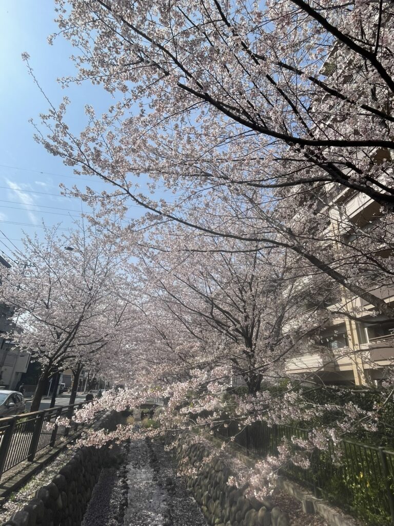 桜堤の桜