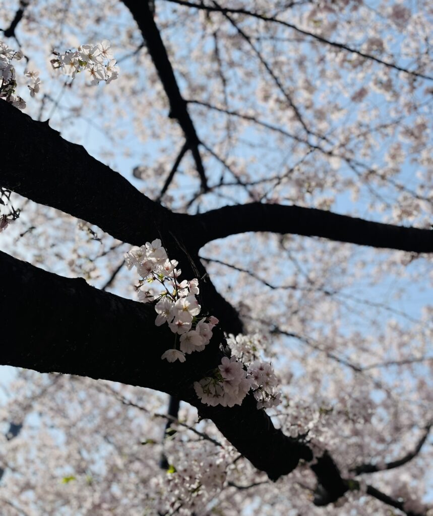 武蔵野市仙川の桜