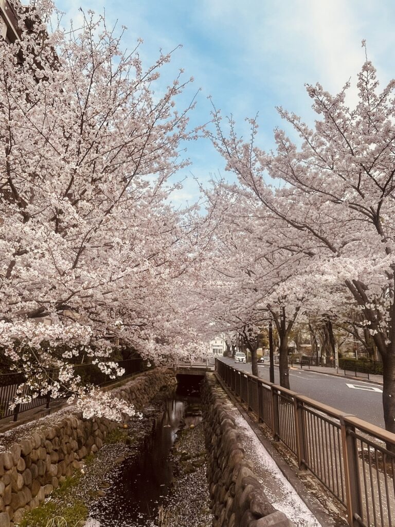 武蔵野市桜堤、仙川の桜