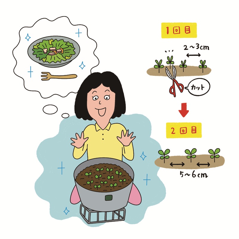 発芽から間引きの手順を示すイラスト（1回目・2回目）